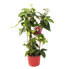 Maracujá Doce - Passiflora alata - loja online
