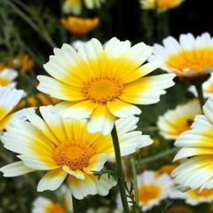 Crisantemo Comestível - Garland Daisy - Margarida - Chrysanthemum coronarium - Flor - comprar online