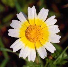 Crisantemo Comestível - Garland Daisy - Margarida - Chrysanthemum coronarium - Flor