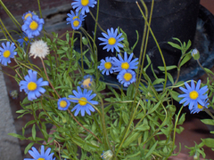 Imagem do Margarida Azul - Blue daisy - Felicia amelloides - Flor