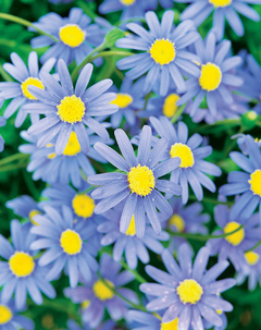 Blue daisy - Margarida Azul - Felicia amelloides - Flor - loja online