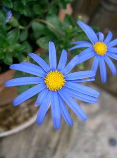 Margarida Azul - Blue daisy - Felicia amelloides - Flor na internet