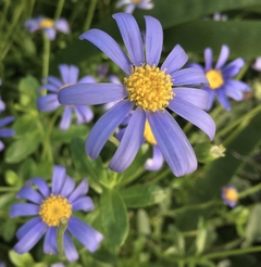 Margarida Azul - Blue daisy - Felicia amelloides - Flor