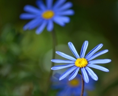 Margarida Azul - Blue daisy - Felicia amelloides - Flor - comprar online