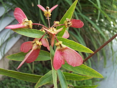 Mariposita - Borboletinha - Heteropterys Glabra - Flor