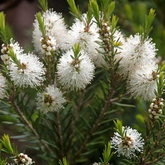 Melaleuca - Tea Tree Oil - Melaleuca alternifolia - 2000 SEMENTES