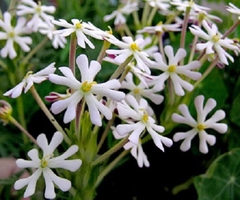 Midnight Candy -Zaluzianskya capensis - Flores muito perfumadas