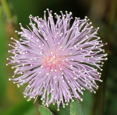 Dormideira - Adormidera - Mimosa pudica - comprar online