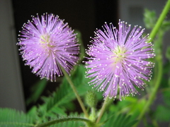 Dormideira - Adormidera - Mimosa pudica