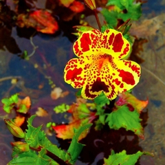 Imagem do Mimulus tigrinus - Monkey Flower - Flor