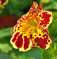 Mimulus tigrinus - Monkey Flower - Flor - loja online