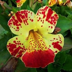 Mimulus tigrinus - Monkey Flower - Flor - Plantamundo