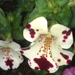 Mimulus tigrinus - Monkey Flower - Flor na internet