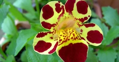 Mimulus tigrinus - Monkey Flower - Flor