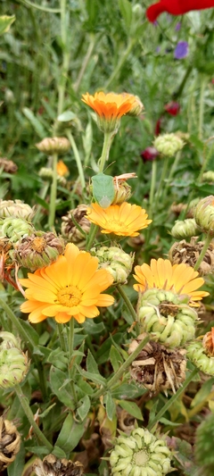 Mini Calêndula - Calendula officinalis - PANC - Flor comestível - Medicinal - Sementes na internet