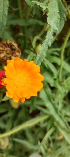 Mini Calêndula - Calendula officinalis - PANC - Flor comestível - Medicinal - Sementes - Plantamundo