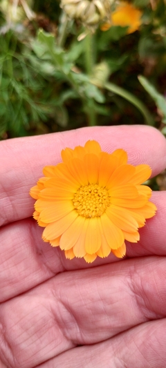 Mini Calêndula - Calendula officinalis - PANC - Flor comestível - Medicinal - Sementes