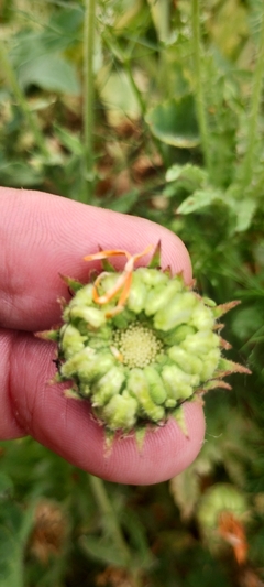 Mini Calêndula - Calendula officinalis - PANC - Flor comestível - Medicinal - Sementes - loja online