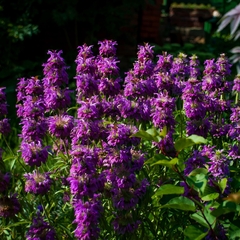 Lemon Mint - Balsamo de Abelha - Monarda citriodora na internet