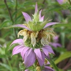 Monarda punctata - Bee Balm - Bálsamo de Abelha (Sementes) na internet