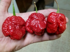 Pimenta Moruga Vermelha - Moruga Red - Pimanta Nuclear MUITO ARDIDA