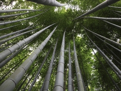 Bambu Gigante Moso - Phyllostachys edulis