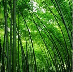 Bambu Gigante Moso - Phyllostachys edulis - comprar online