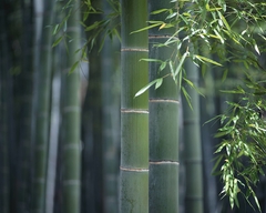 Bambu Gigante Moso - Phyllostachys edulis na internet