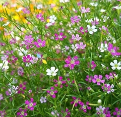 Mosquitinho Sortido - Gypsophila elegans - flor