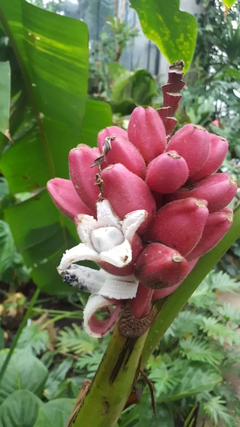 Banana Rosa - Musa velutina