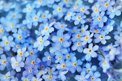 Não Esqueças de Mim - Myosotis sylvatica - Miosotis na internet