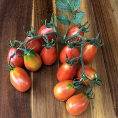 Tomate Italiano Napoli- Crioulo - Plantamundo