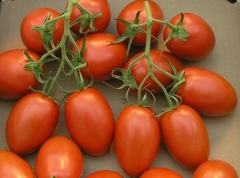 Tomate Italiano Napoli- Crioulo - loja online