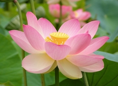 Flor de Lotus - Nelumbo nucifera - Lotus Sagrado