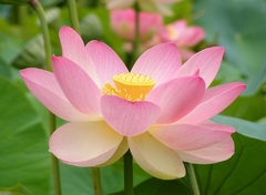 Flor de Lotus - Nelumbo nucifera - Lotus Sagrado - BULBOS