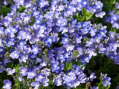 Nemesia Blue Gem - Nemesia strumosa - Flor