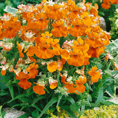 Nemesia Principe Orange - Flor na internet