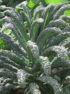 Couve Nero di Toscana - Kale - Couve italiana - comprar online