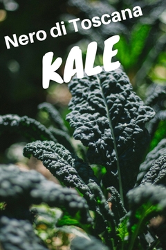 Couve Nero di Toscana - Kale - Couve italiana na internet