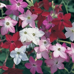 Nicotiana alata grandiflora - Tabaco de flor - comprar online