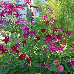 Nicotiana alata grandiflora - Tabaco de flor - Plantamundo