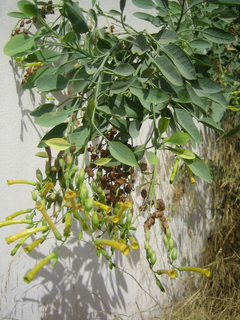 Imagem do Palan Palan - Tabaco Selvagem Tabaco arbóreo - Nicotiana glauca
