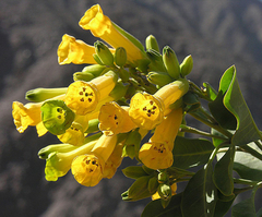 Palan Palan - Tabaco Selvagem Tabaco arbóreo - Nicotiana glauca