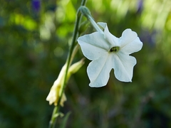 Nicotiana longiflora - Tabaco de flores compridas - Plantamundo