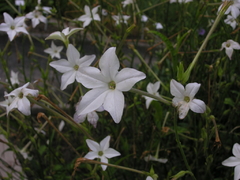 Nicotiana longiflora - Tabaco de flores compridas - comprar online