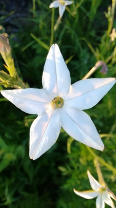 Nicotiana longiflora - Tabaco de flores compridas