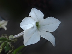 Nicotiana longiflora - Tabaco de flores compridas - loja online