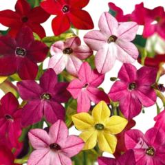 Nicotiana alata grandiflora - Tabaco de flor