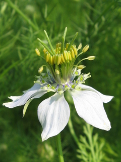 Cominho Preto - Nigella sativa - Erva culinária e medicinal na internet