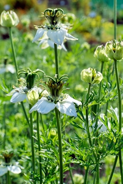 Cominho Preto - Nigella sativa - Erva culinária e medicinal - Plantamundo